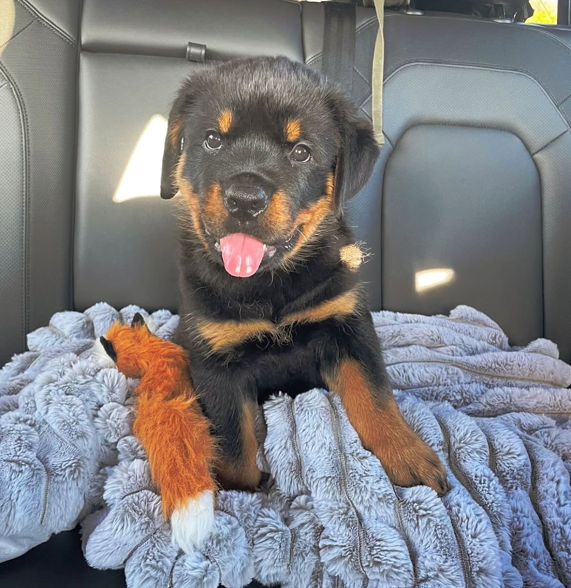 Rottweiler puppy image 1
