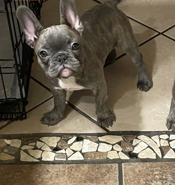 French bulldogs image 2
