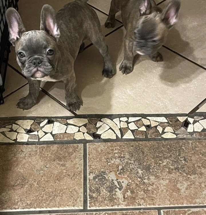 French bulldogs image 1