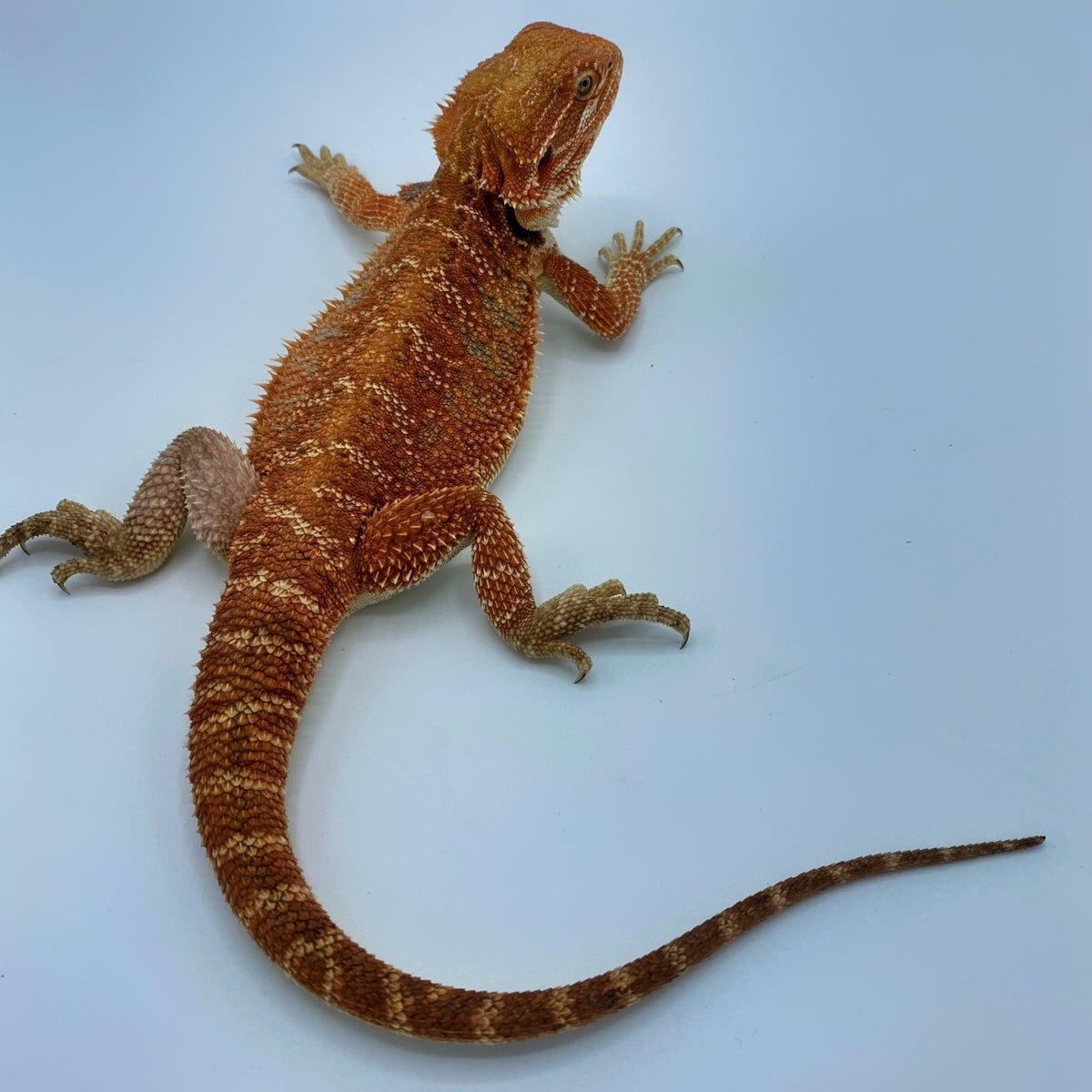 Bearded Dragon image 1