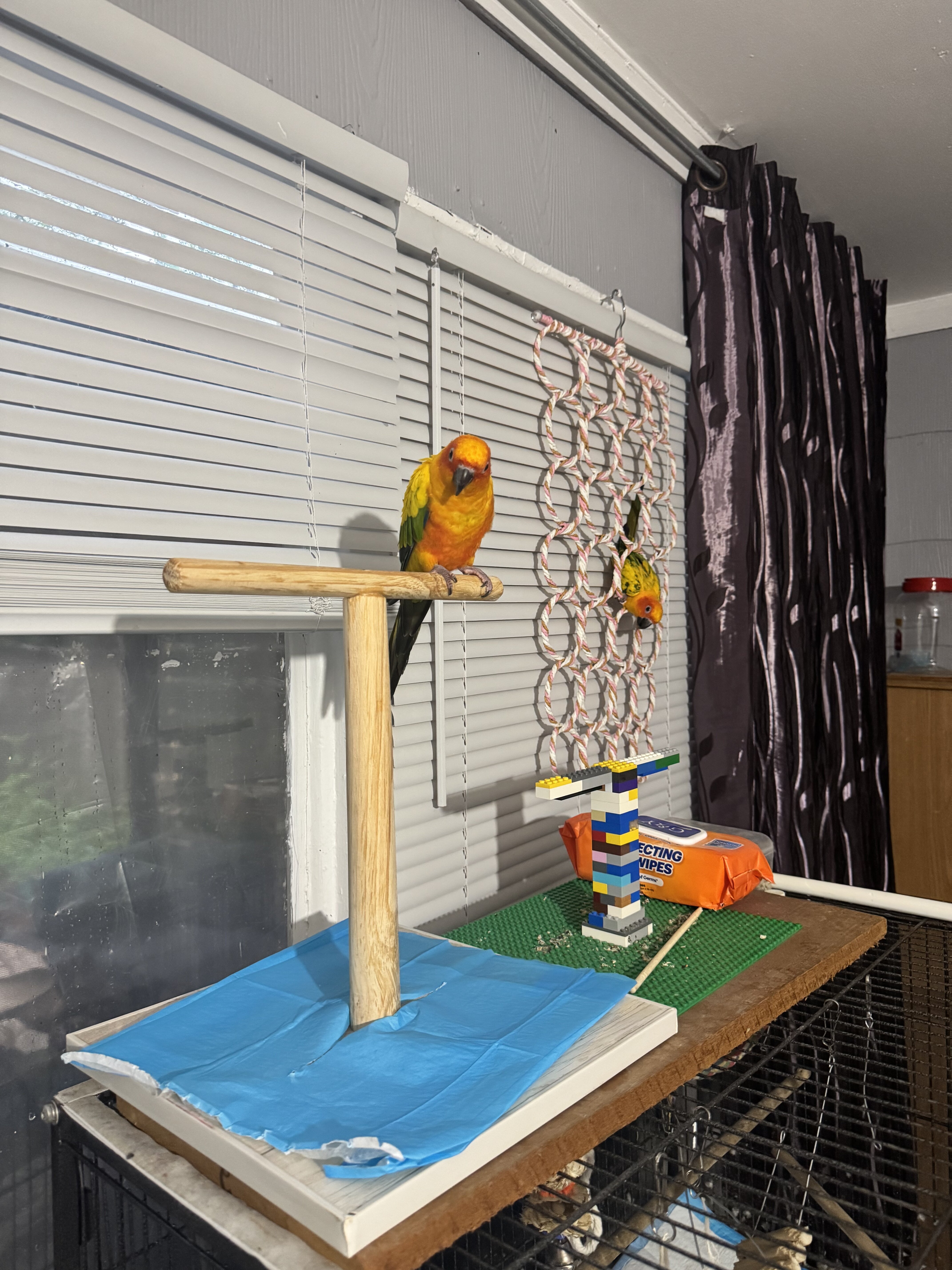 Bonded pair of 2 year old sun conures image 6