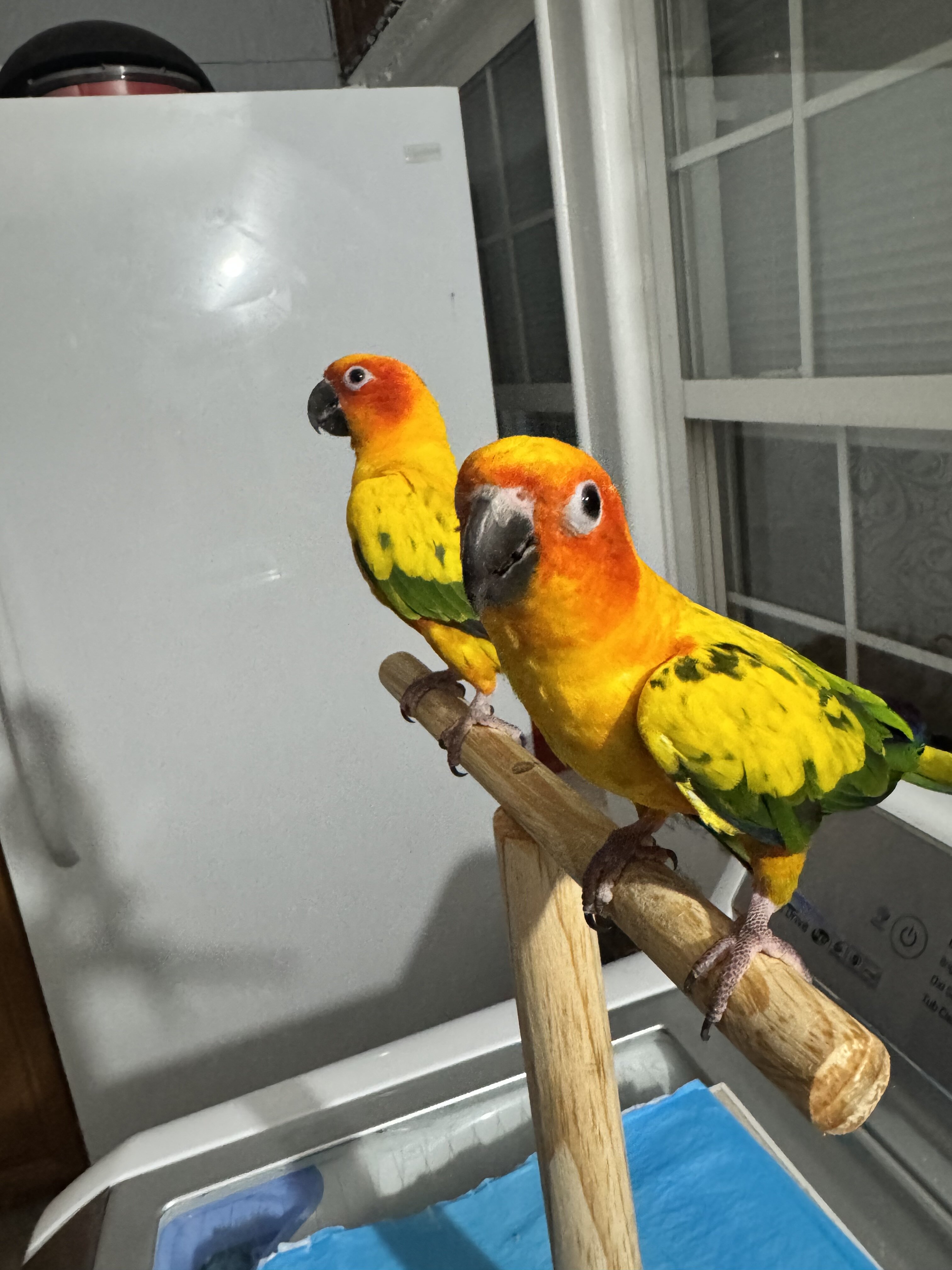 Bonded pair of 2 year old sun conures image 5