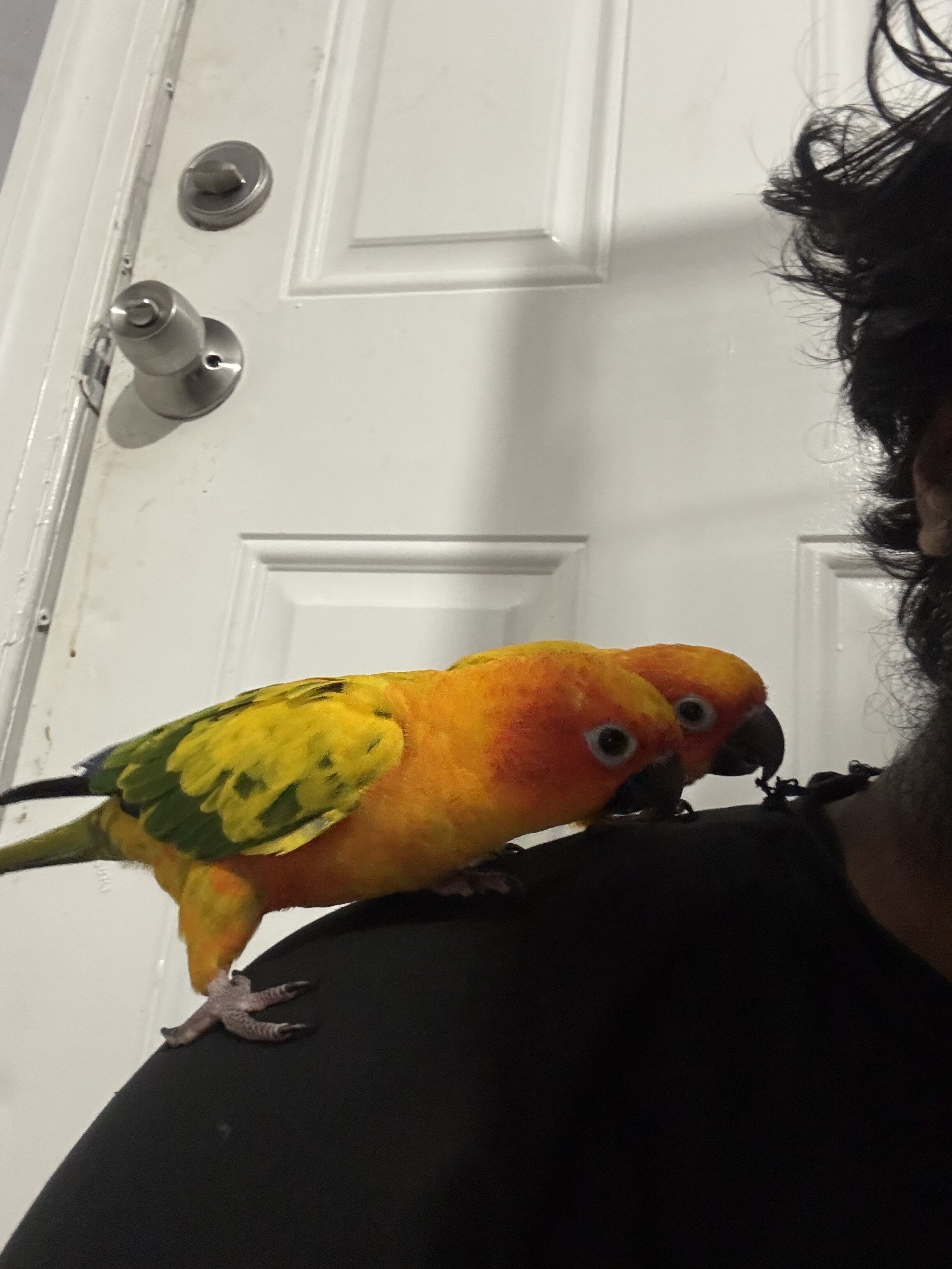 Bonded pair of 2 year old sun conures image 4