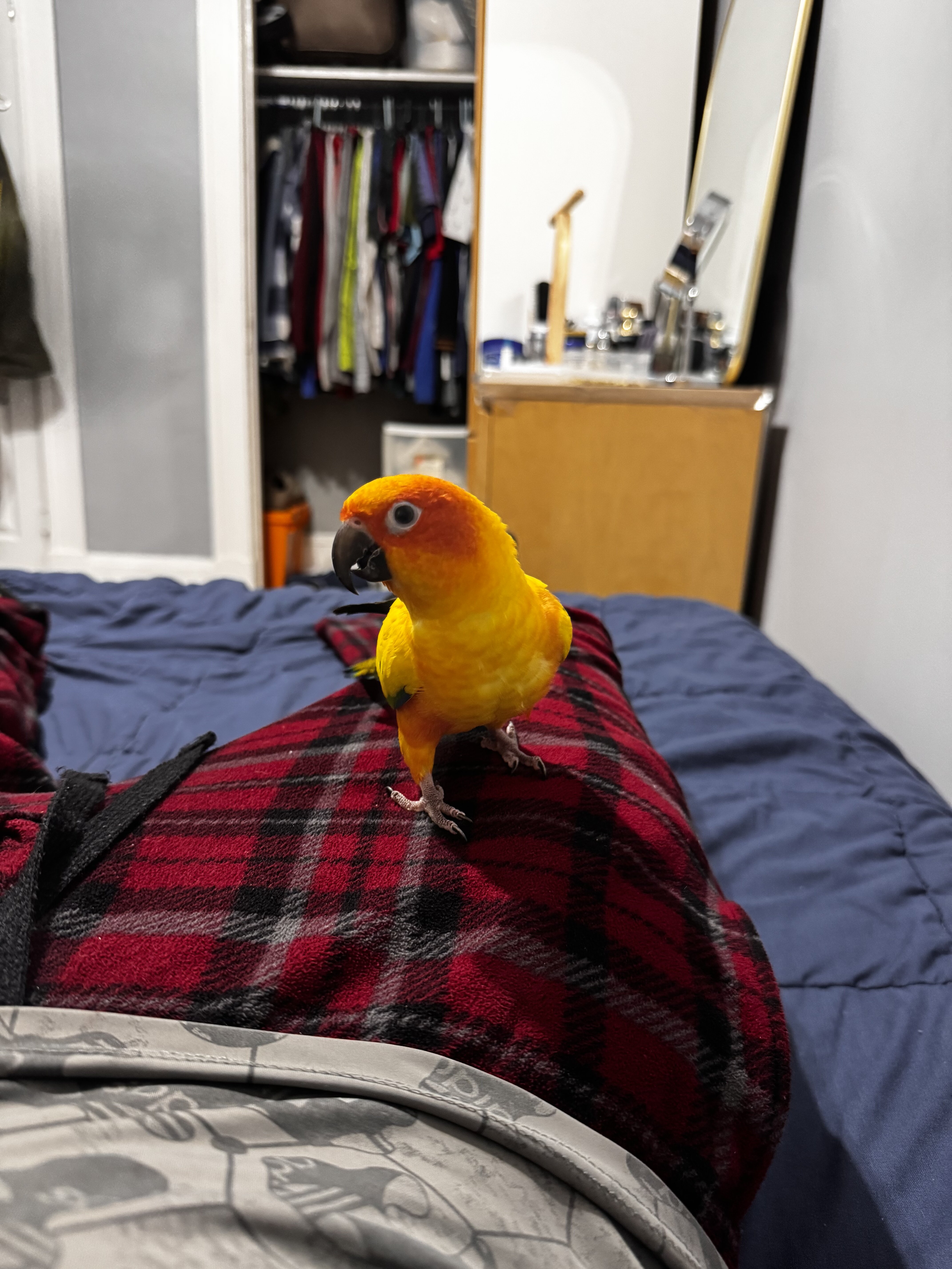 Bonded pair of 2 year old sun conures image 1