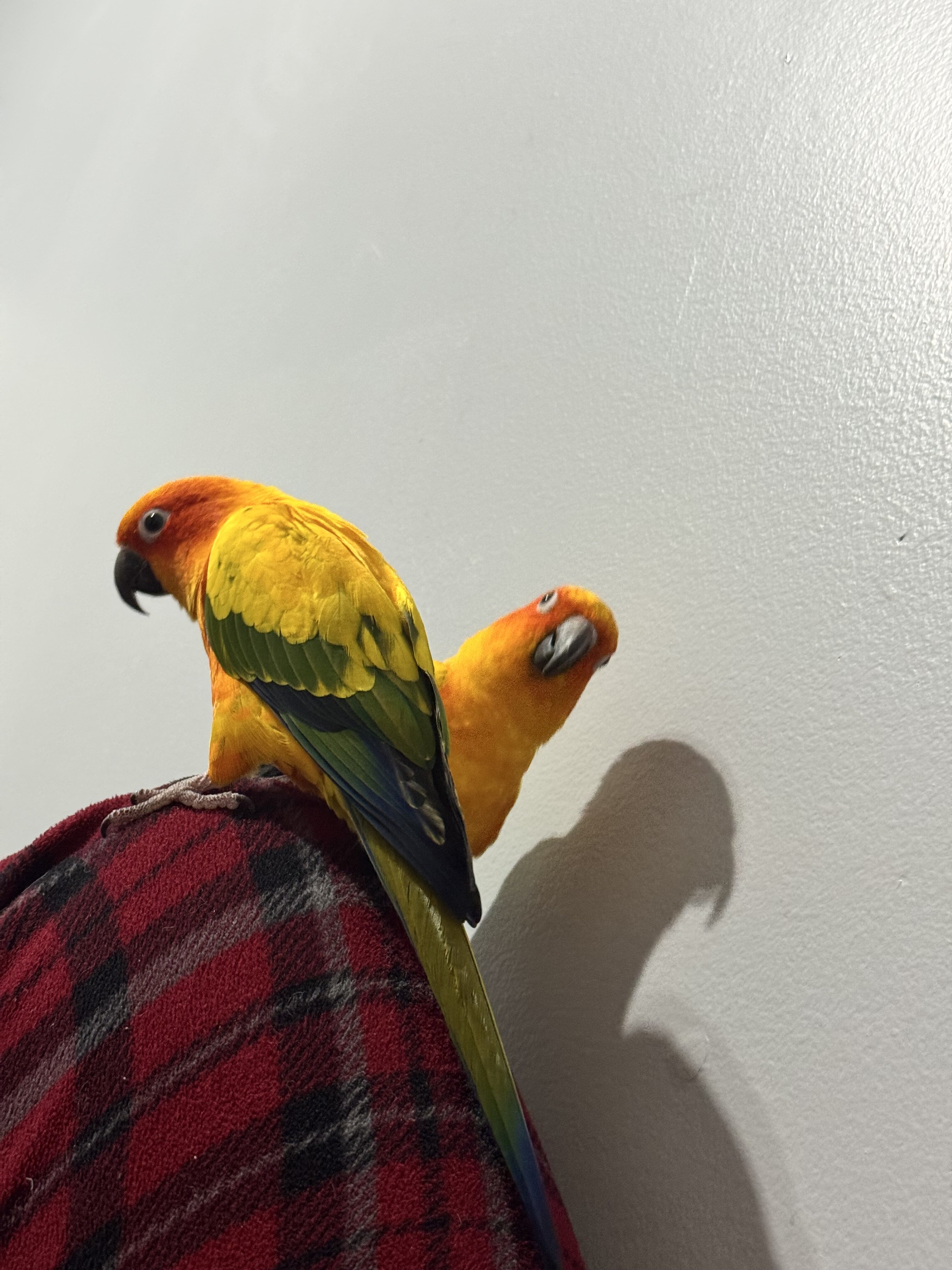 Bonded pair of 2 year old sun conures image 3