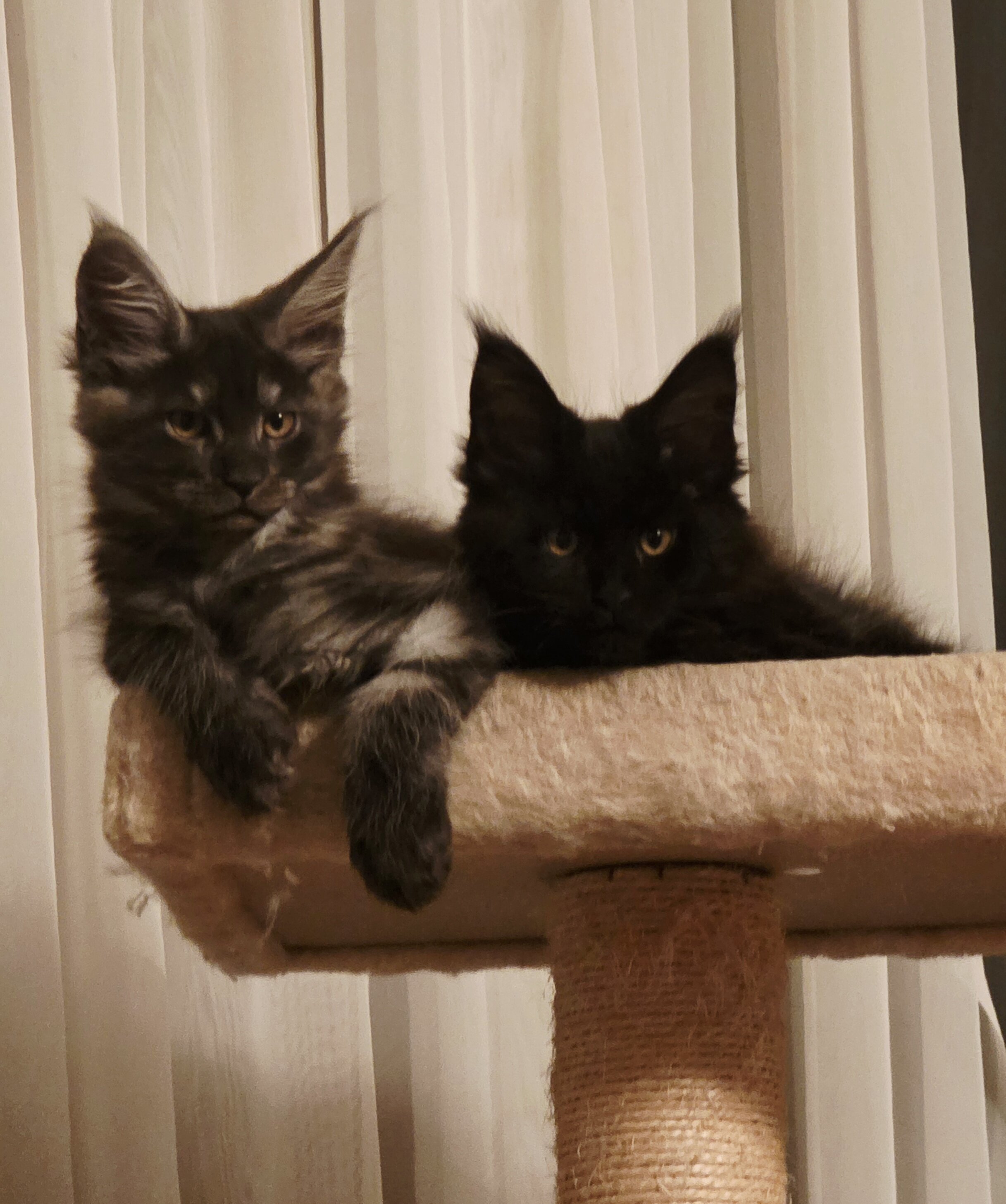 Mainecoon Kitten image 4