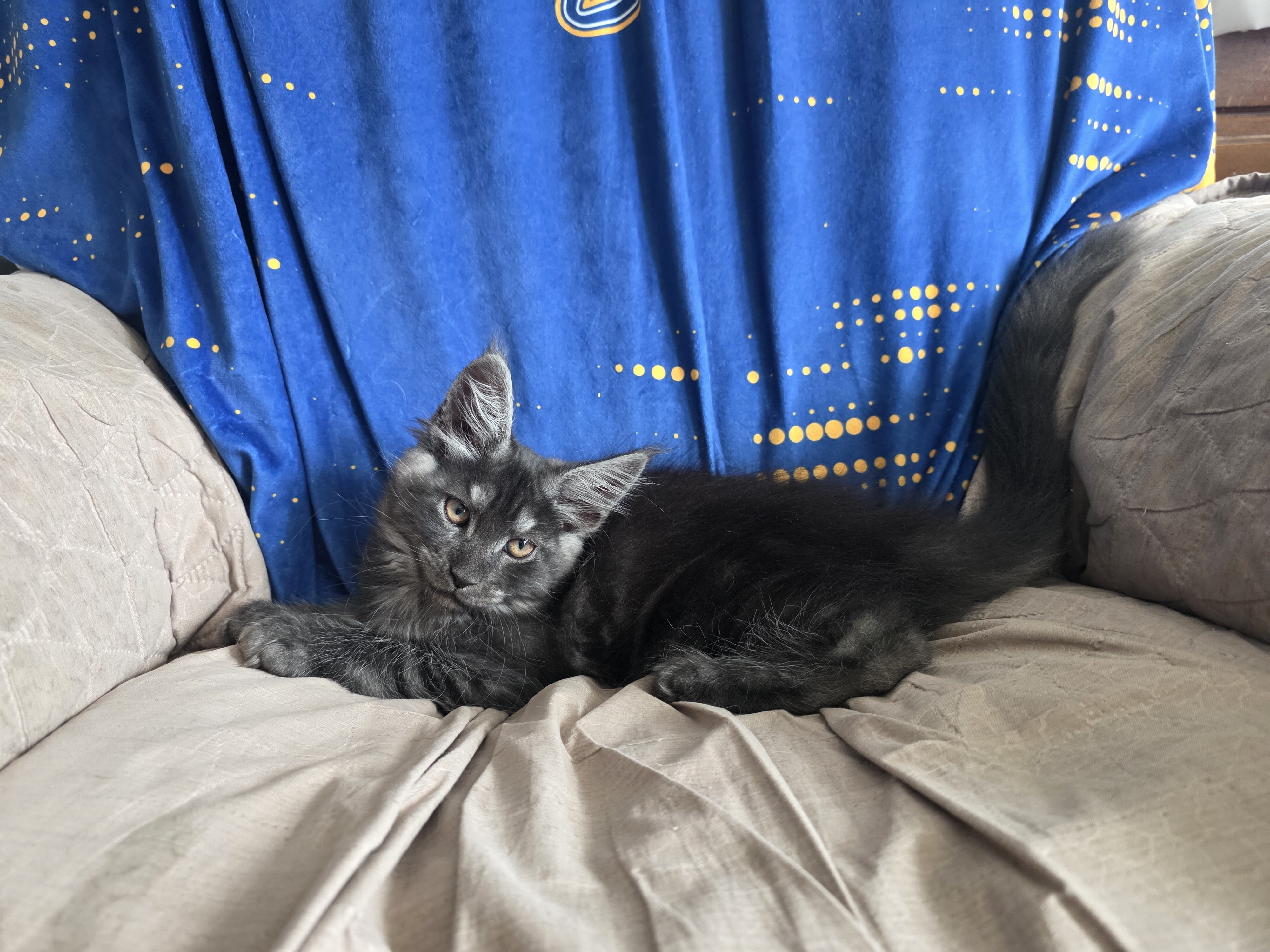 Mainecoon Kitten image 3