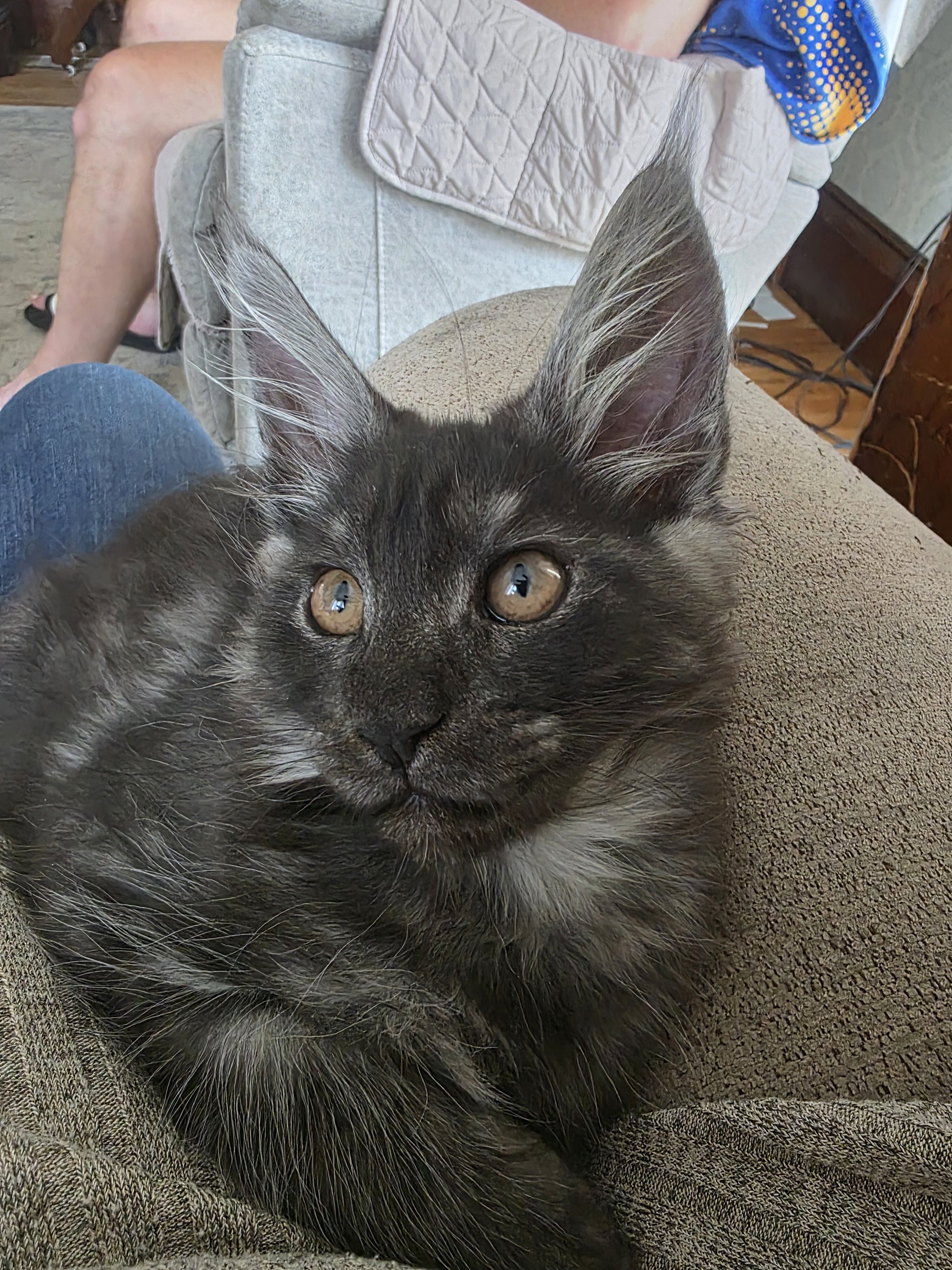 Mainecoon Kitten image 2