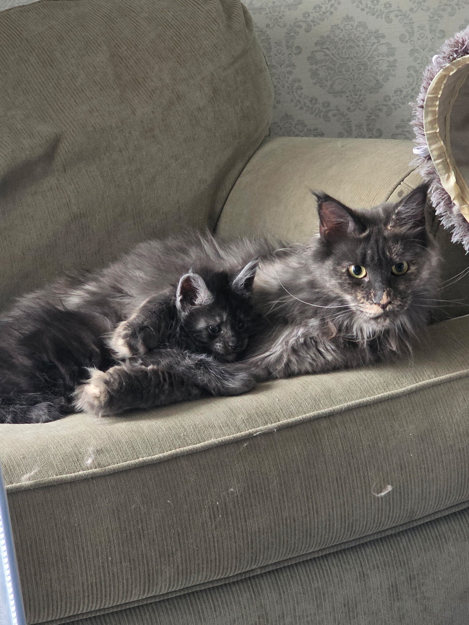 Mainecoon Kitten image 1