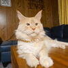 Mainecoon Kitten image 5