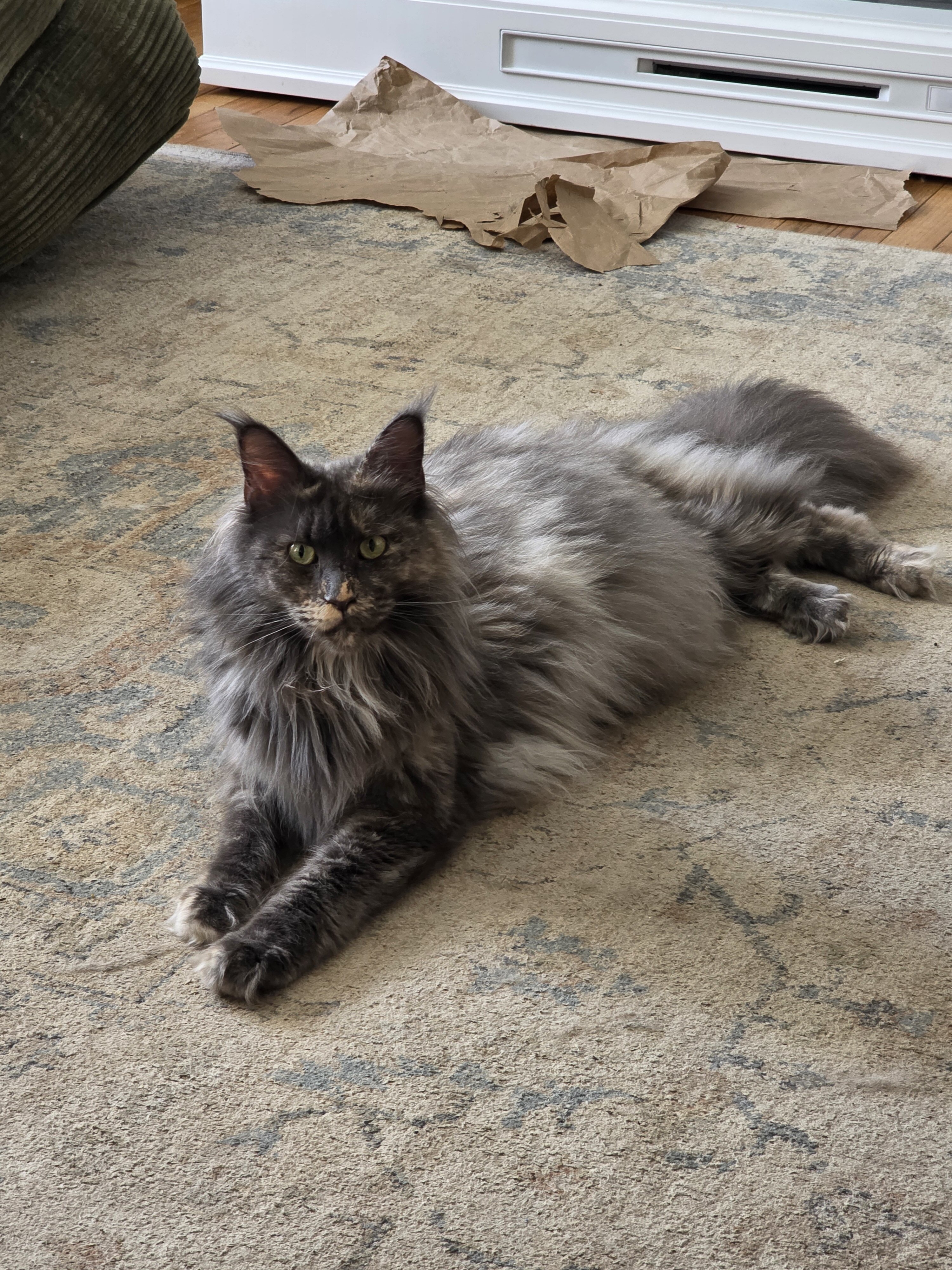 Maine Coon Kitten image 6
