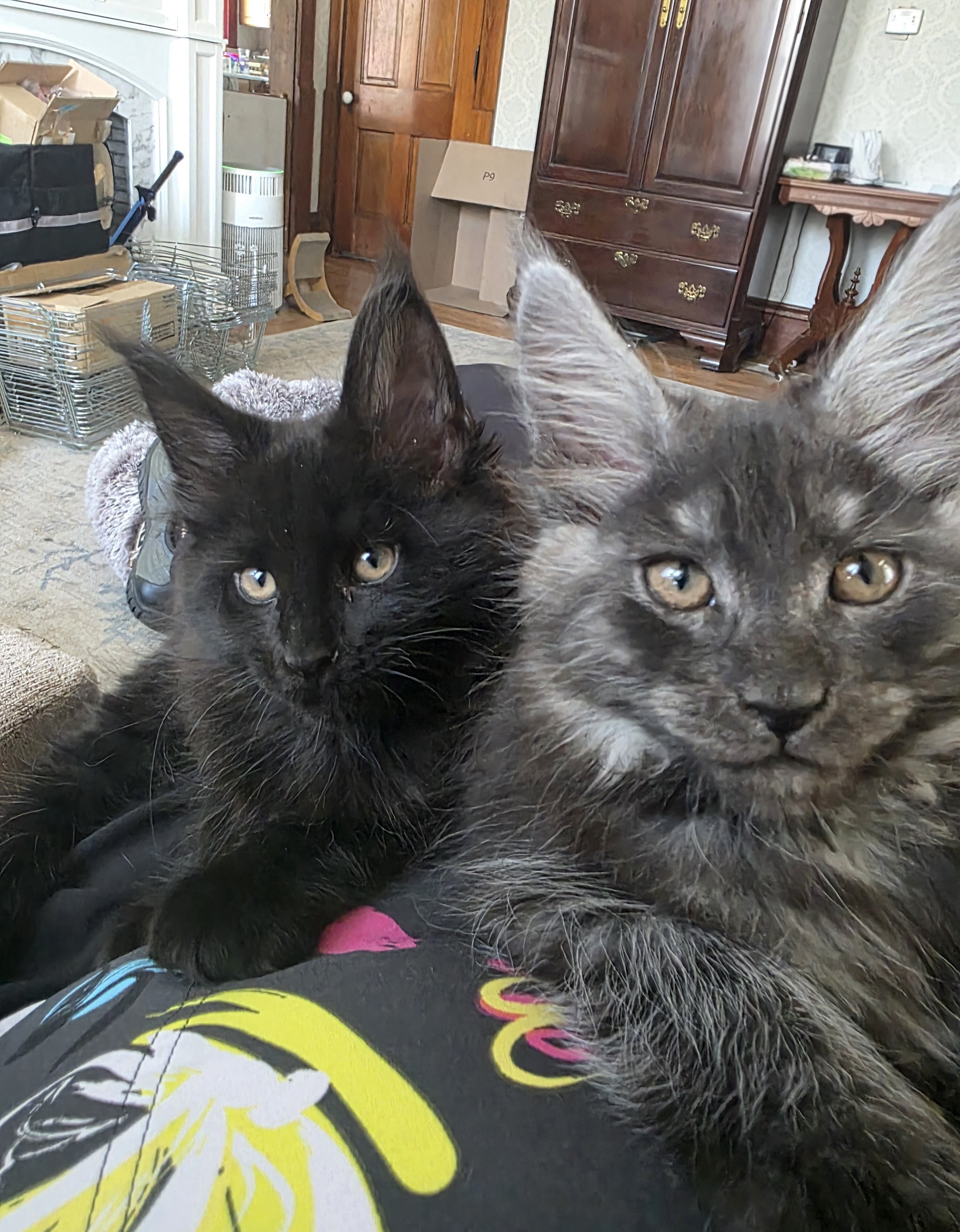 Maine Coon Kitten image 4