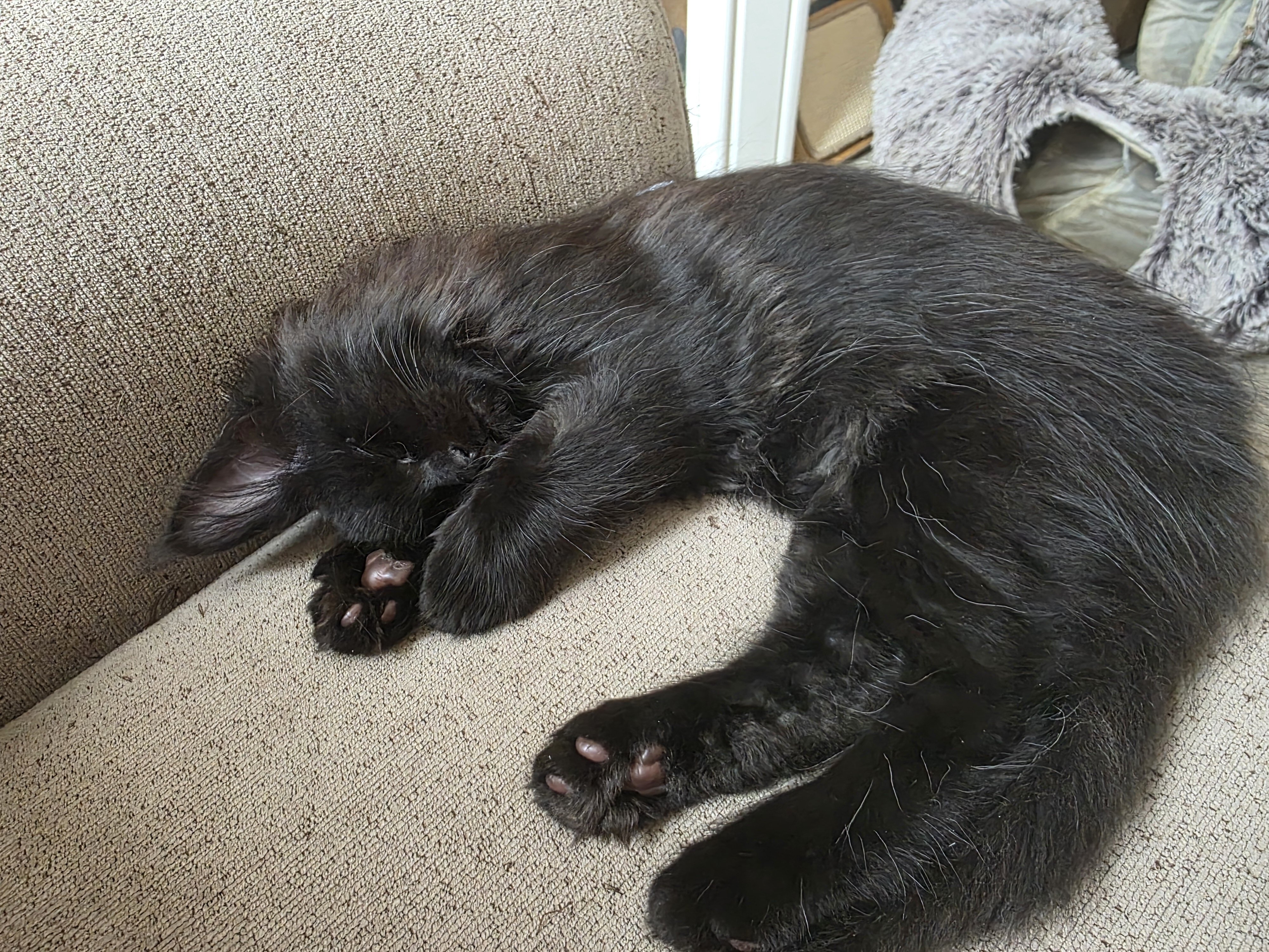 Maine Coon Kitten image 3