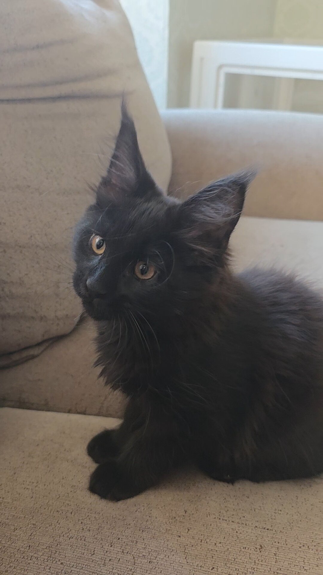 Maine Coon Kitten image 2