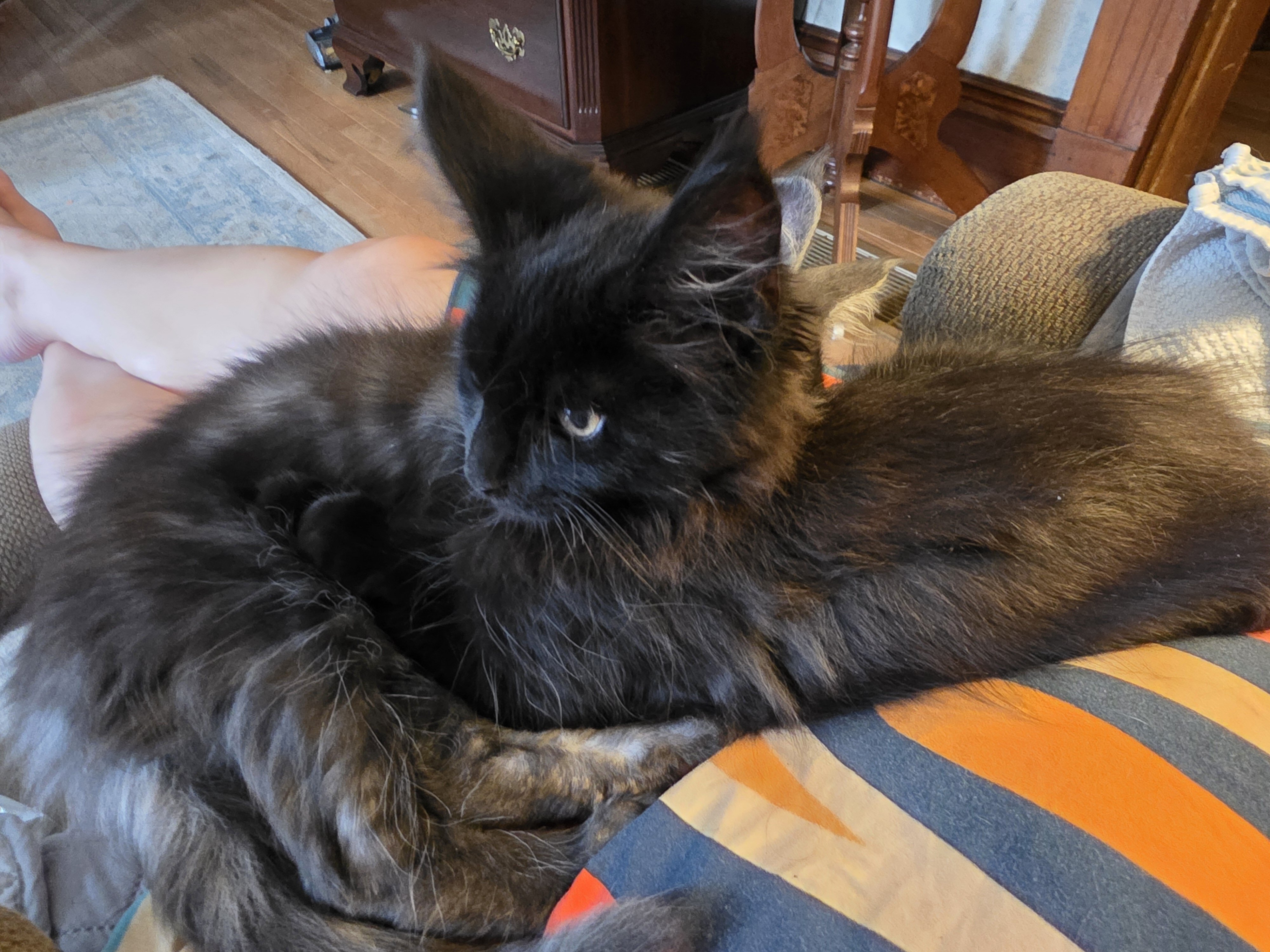 Maine Coon Kitten image 1