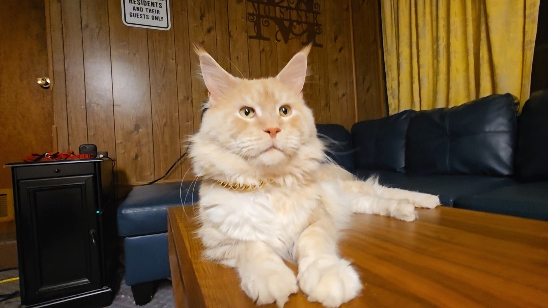 Maine Coon Kitten image 5