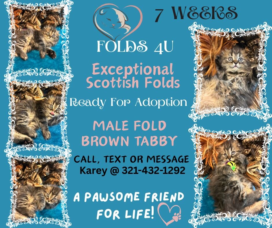 Scottish Fold Kittens - FOLDS4U image 9