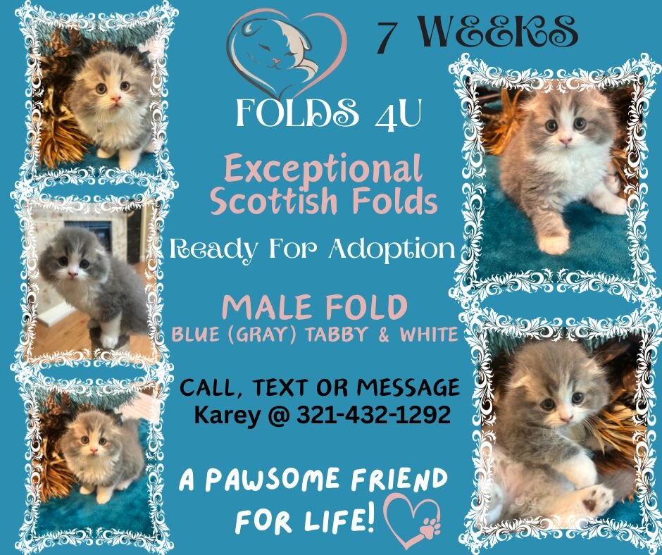 Scottish Fold Kittens - FOLDS4U image 7