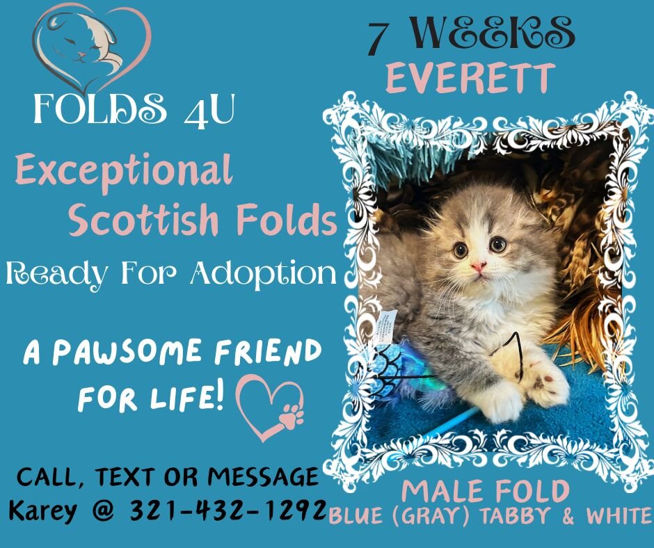 Scottish Fold Kittens - FOLDS4U image 8