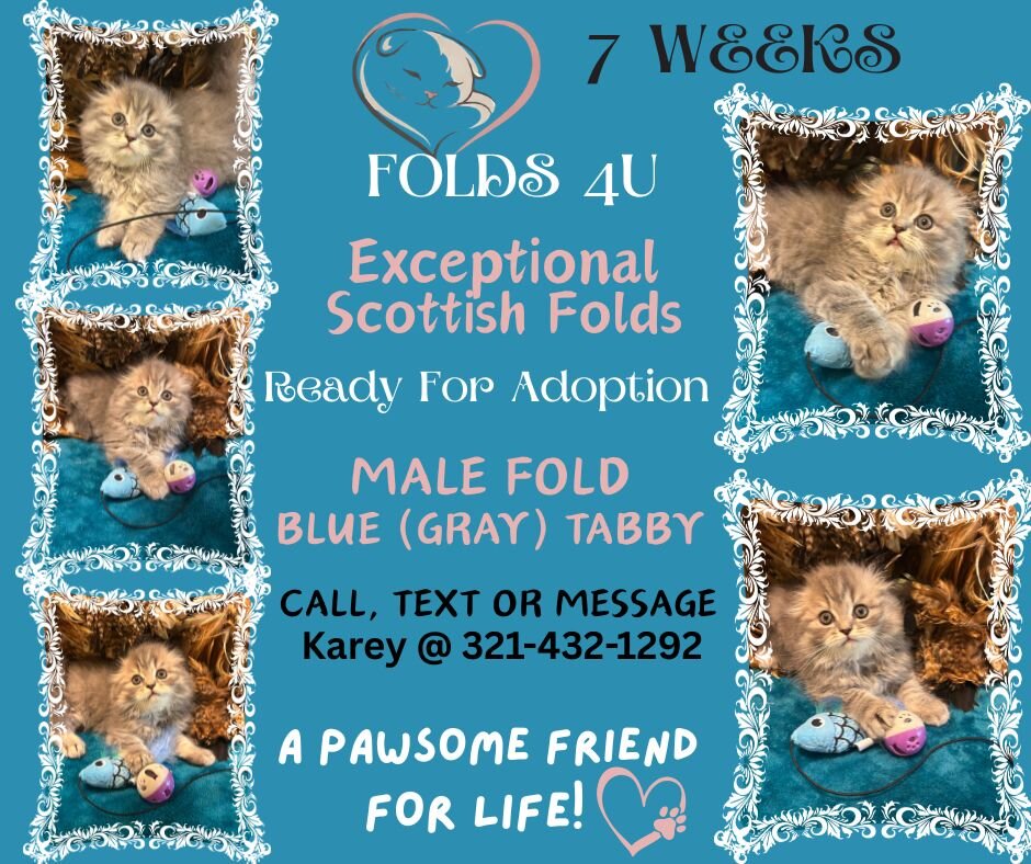 Scottish Fold Kittens - FOLDS4U image 6