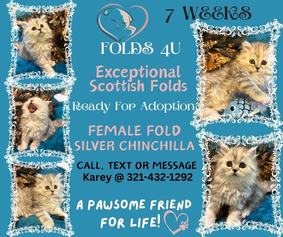 Scottish Fold Kittens - FOLDS4U image 4