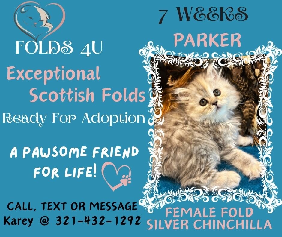 Scottish Fold Kittens - FOLDS4U image 3