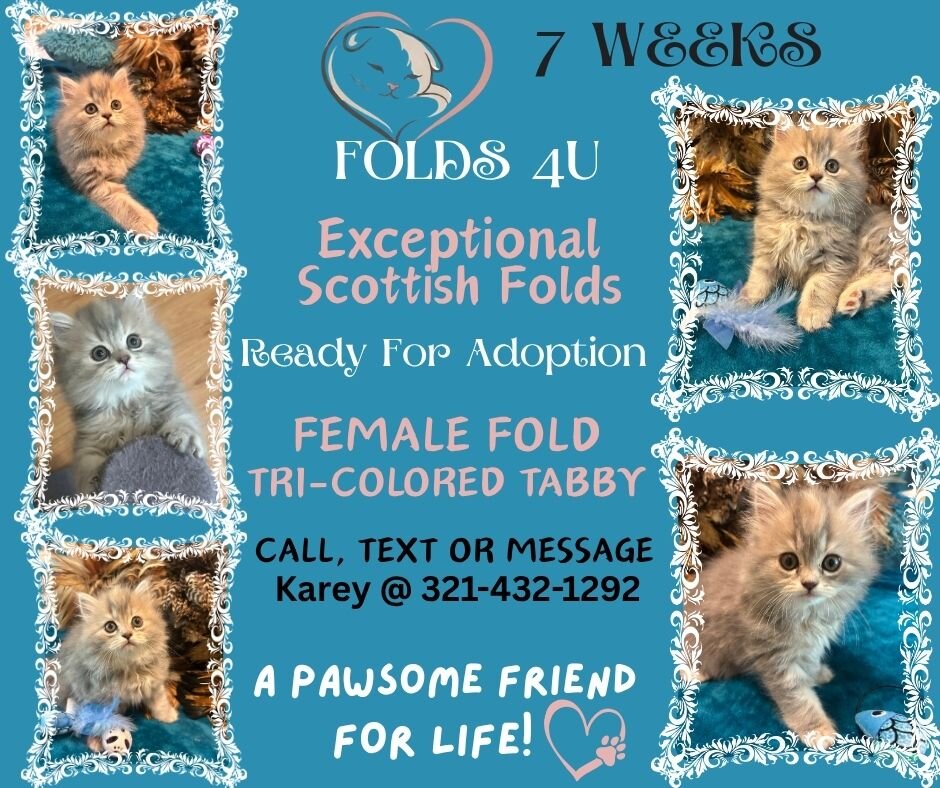 Scottish Fold Kittens - FOLDS4U image 1