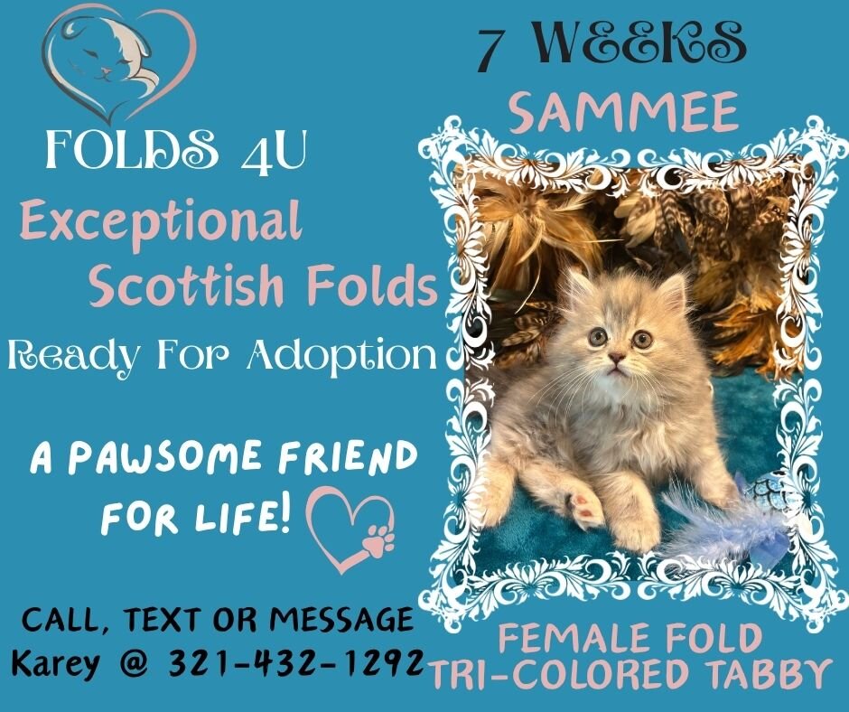 Scottish Fold Kittens - FOLDS4U image 2