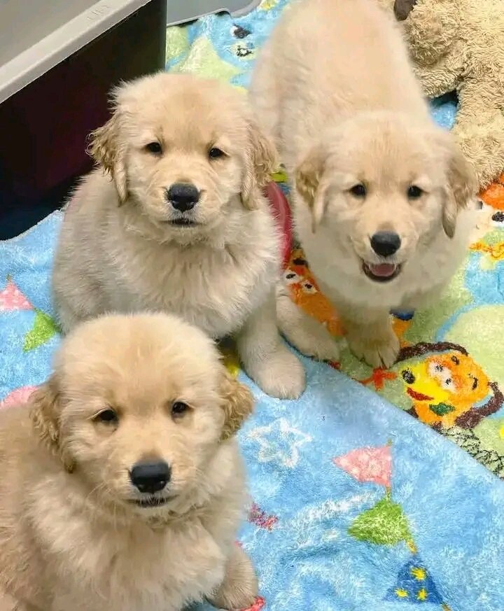 Golden Retriever puppies for adoption image 5