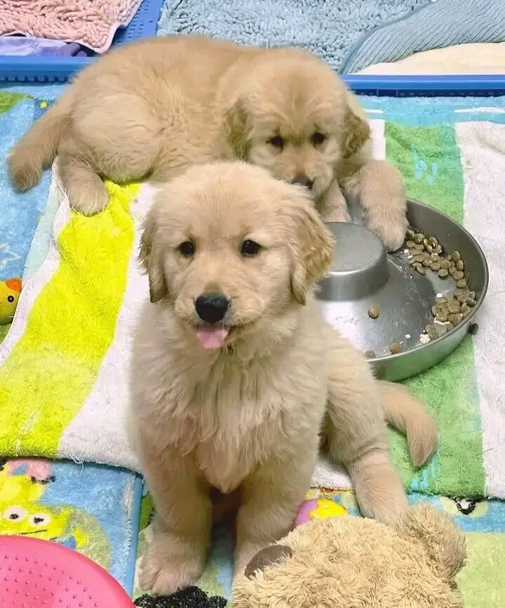 Golden Retriever puppies for adoption image 2