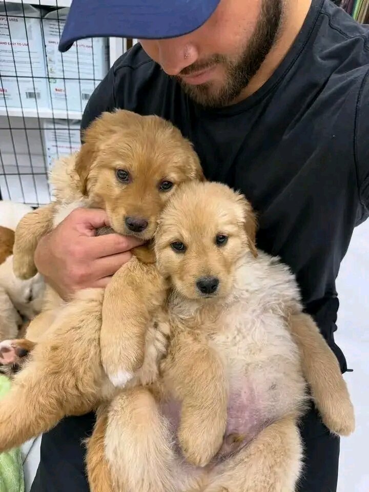 Golden Retriever puppies for adoption image 4