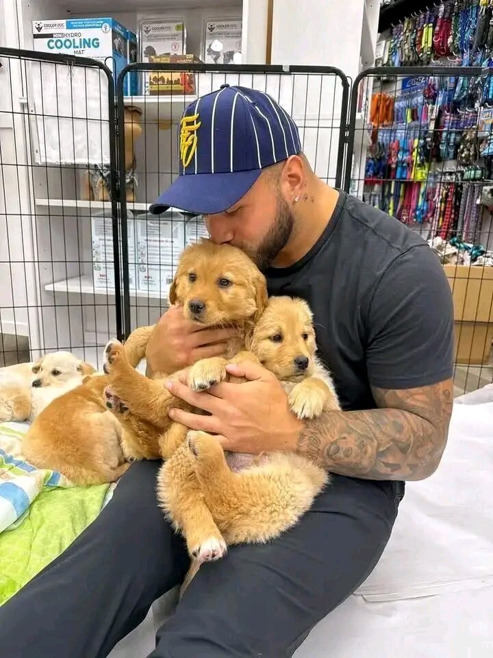 Golden Retriever puppies for adoption image 3