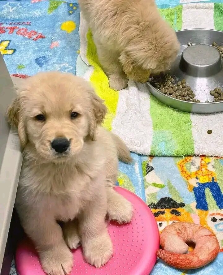Golden Retriever puppies for adoption image 1