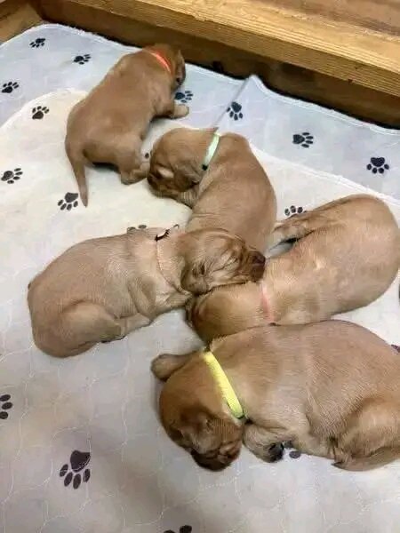Golden Retriever puppies for adoption image 7