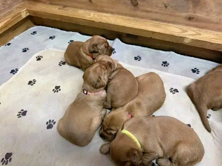 Golden Retriever puppies for adoption image 6