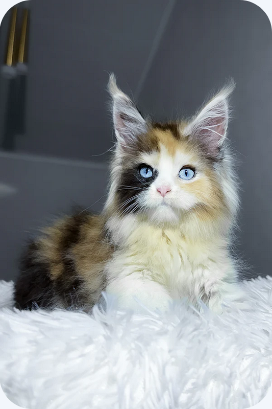 Maine Coon girl image 1