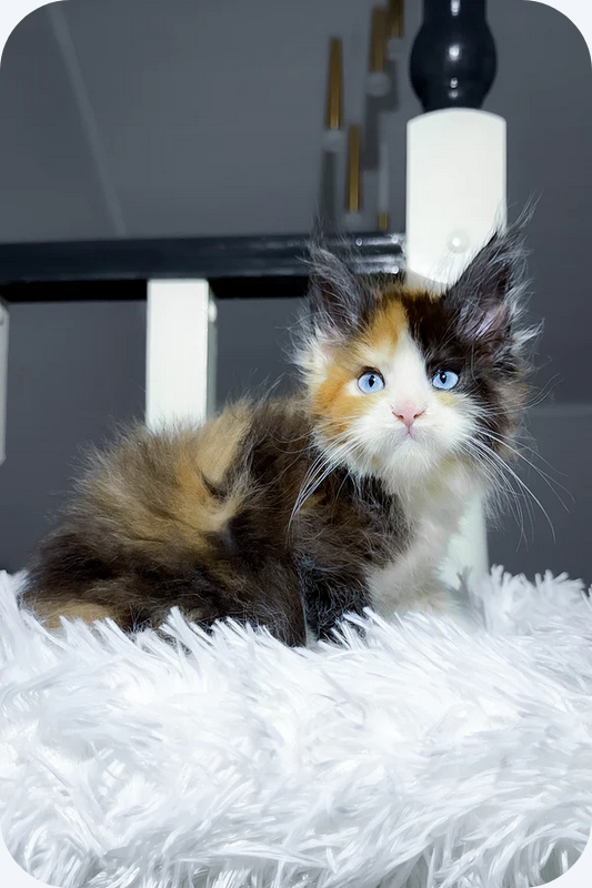 Maine Coon Female image 1