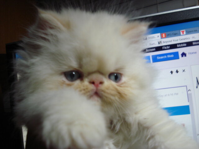 Himalayan Kittens of European Roots image 1