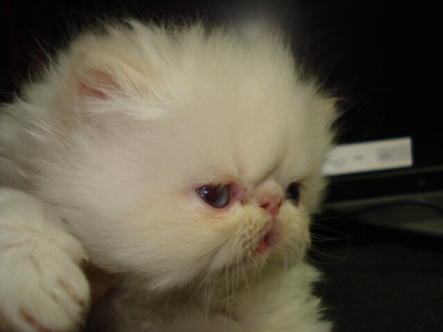 Himalayan Kittens of European Roots image 2