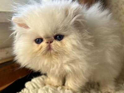 Himalayan Kittens of European Roots image 5