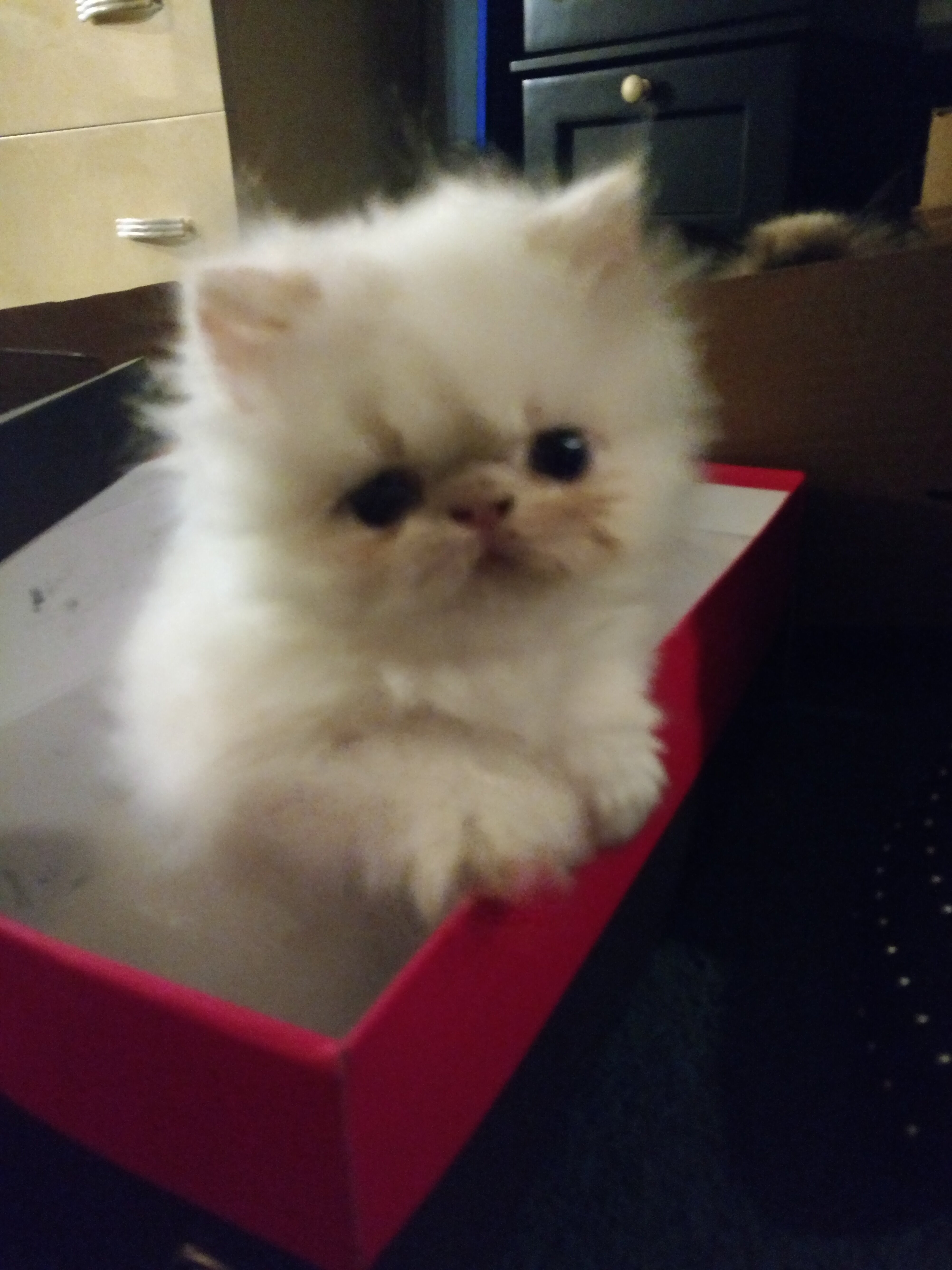 Himalayan Kittens of European Roots image 4