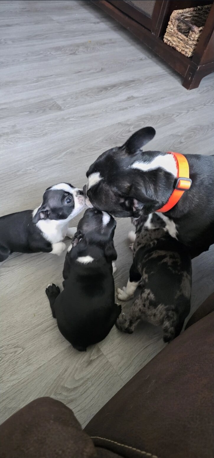 Boston Terrier image 1