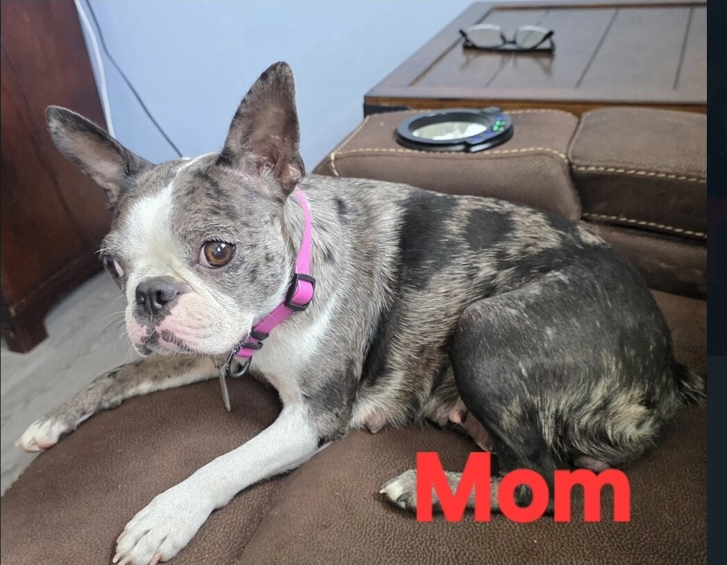 Boston Terrier image 2