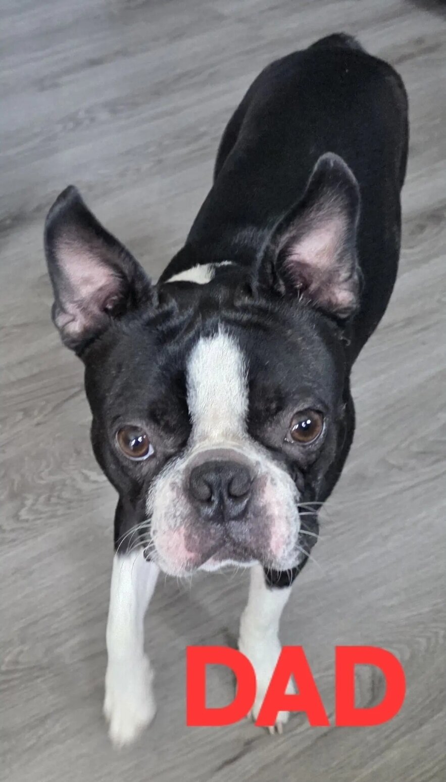 Boston Terrier image 3