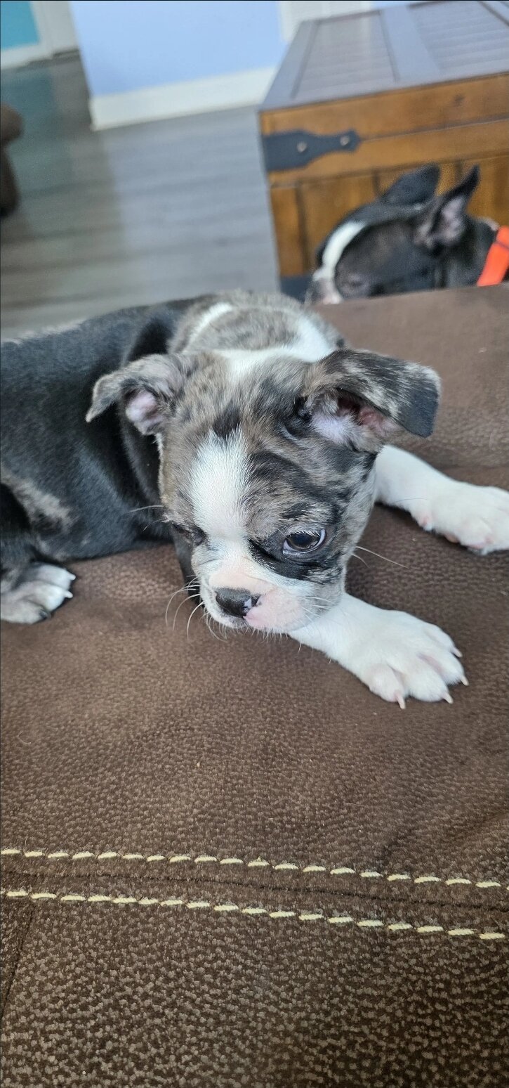 Boston Terrier image 4