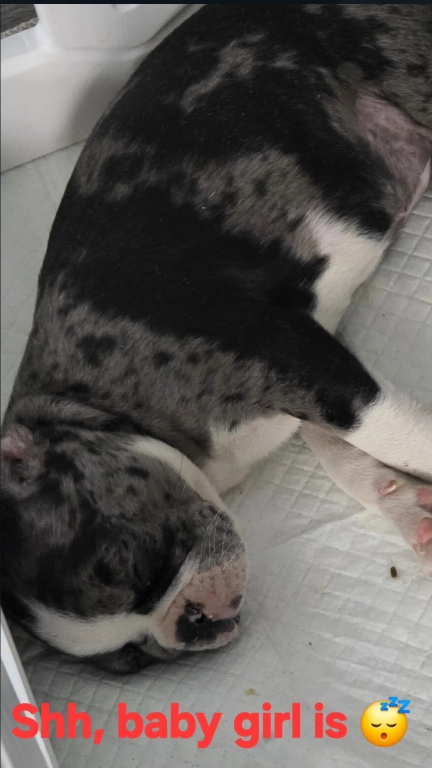 Boston Terrier image 5