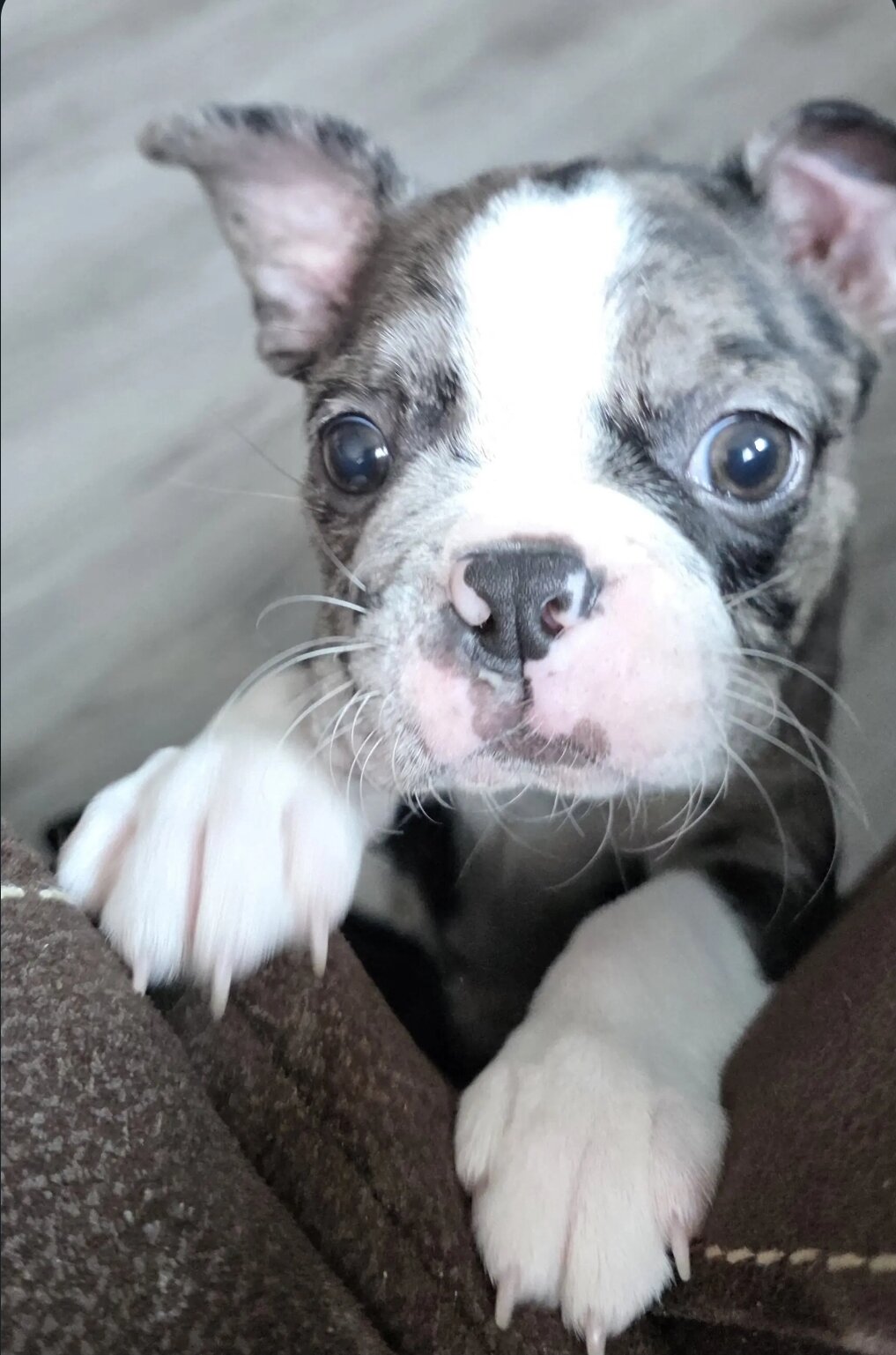 Boston Terrier image 6