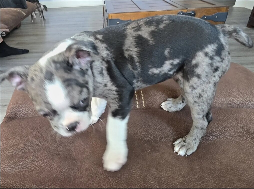 Boston Terrier image 7
