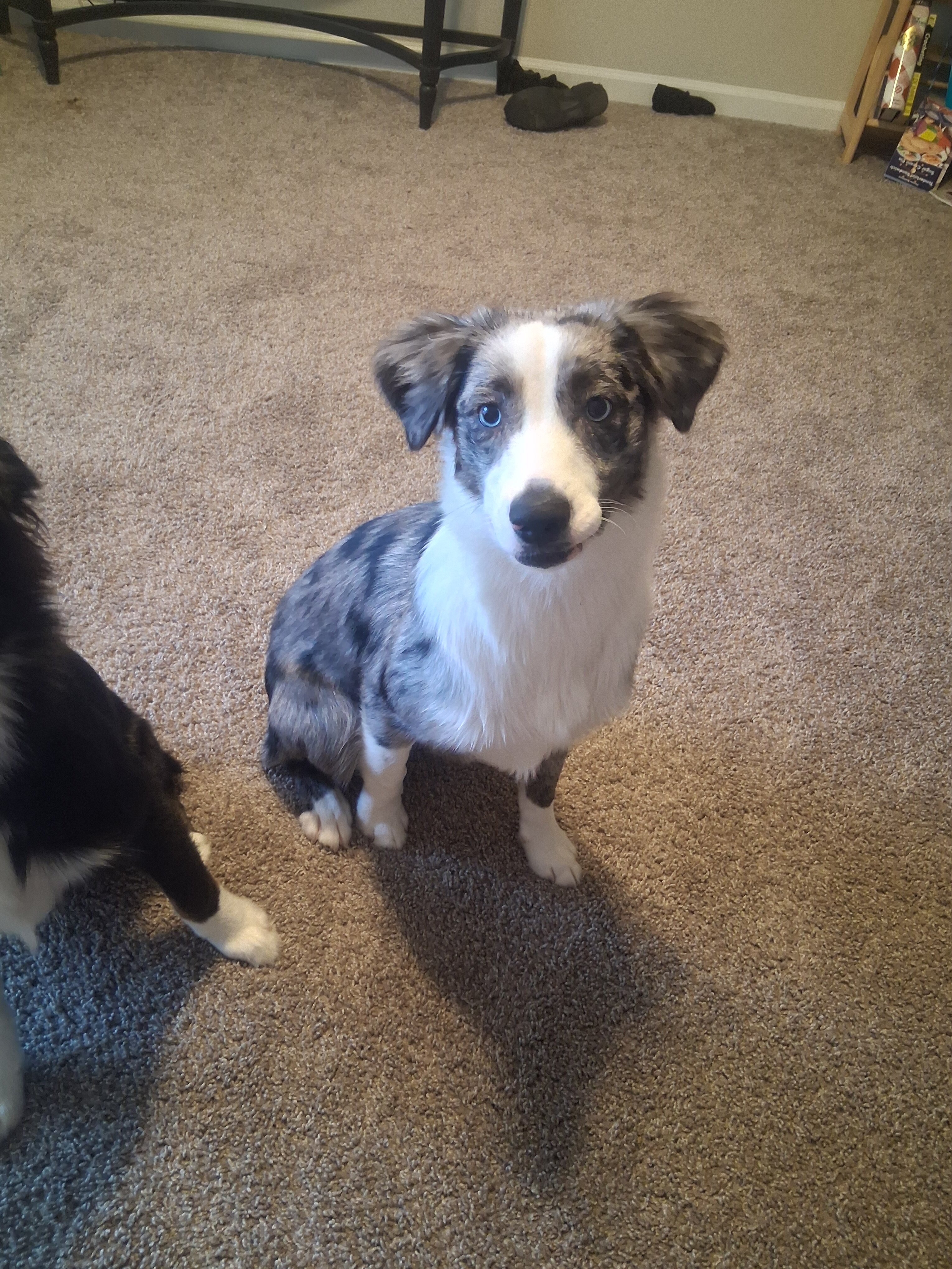 Two 7-Month-Old Mini Australian Shepherd Puppies image 6