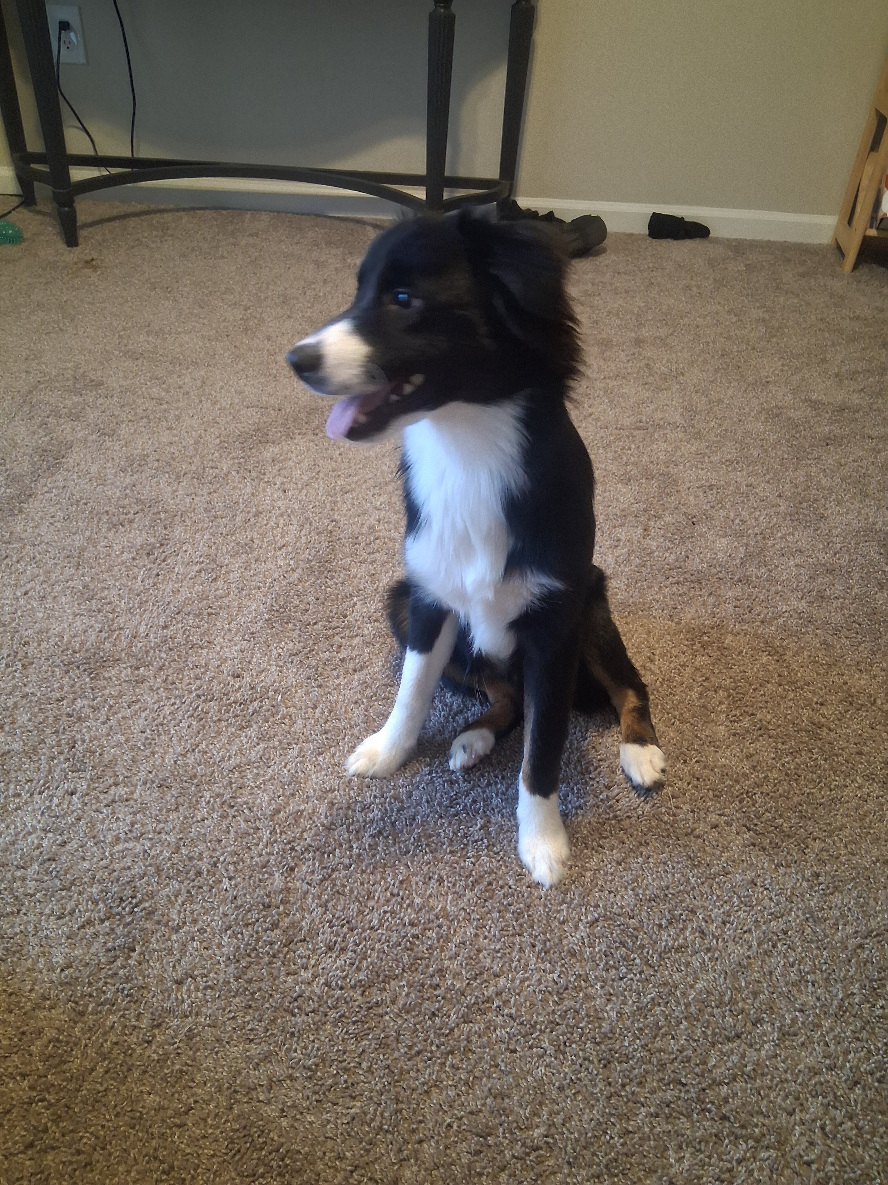 Two 7-Month-Old Mini Australian Shepherd Puppies image 7